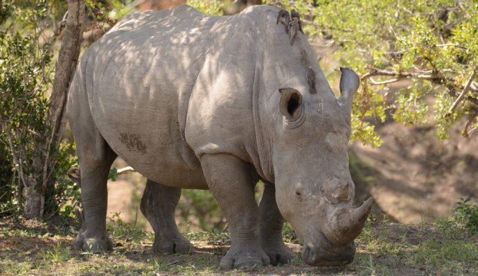 A picture of a white rhino in South Africa