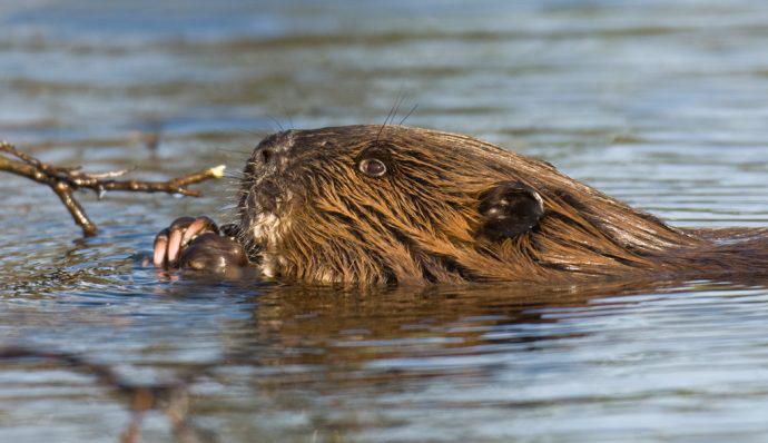 A beaver swimming in a lake in Denali National Park