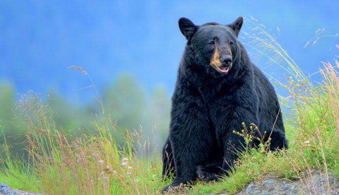A large black bear in Denali National Park