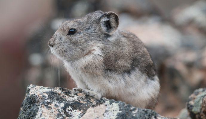 A collared pika standing on the rocks in Denali National Park