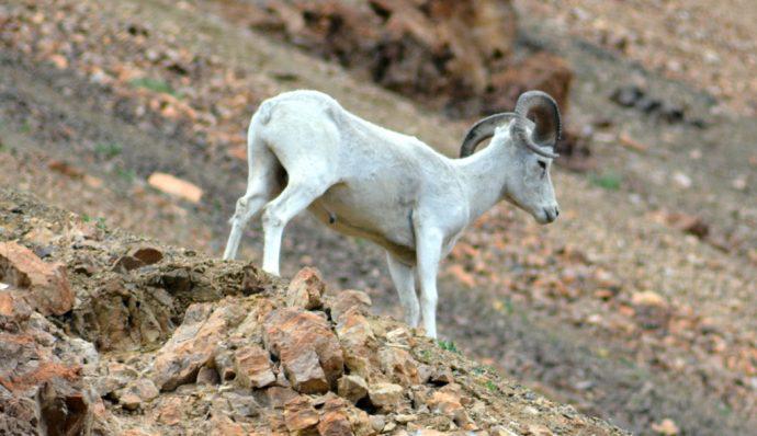 A Dall sheep on a mountainside in Denali National Park