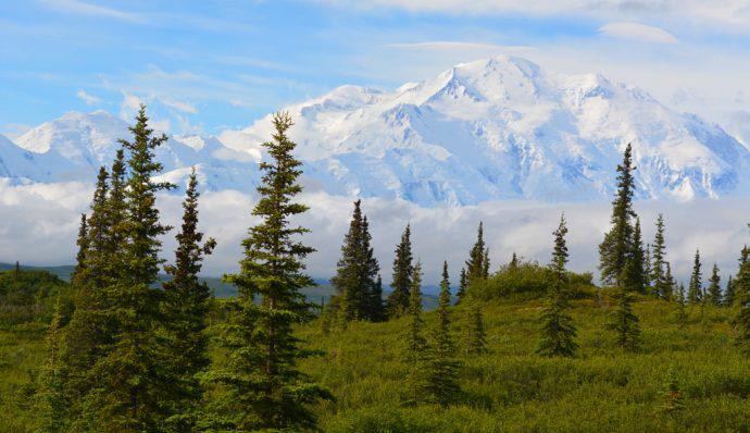 An image of Denali with trees in the foreground