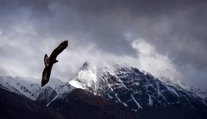 A golden eagle flying high above Denali in Denali National Park