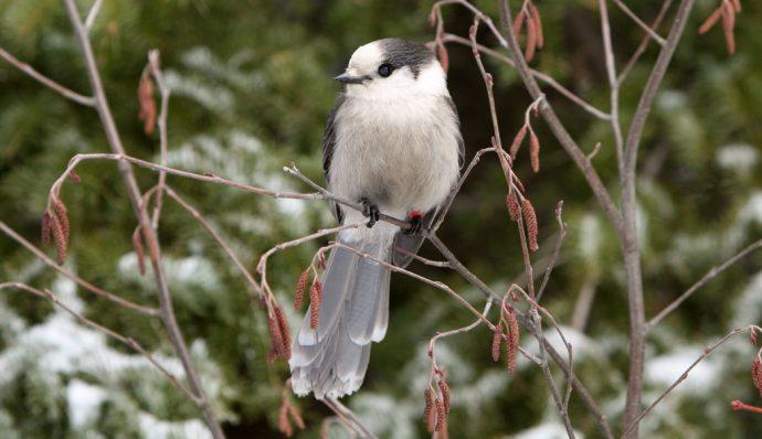 A gray jay sitting in a tree in Denali National Park