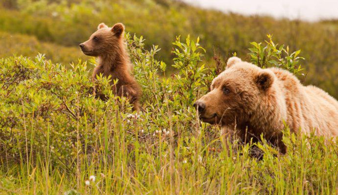 A mother grizzly bear and her cub in Denali National Park