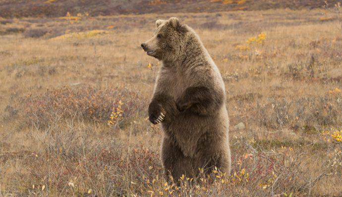 A grizzly bear standing in Denali National Park