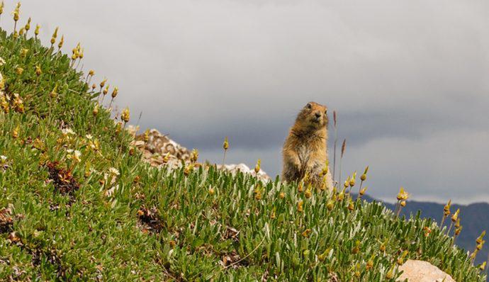 A marmot standing on a hill in Denali National Park