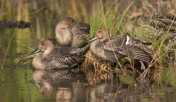 Northern pintail ducks in the water in Denali National Park
