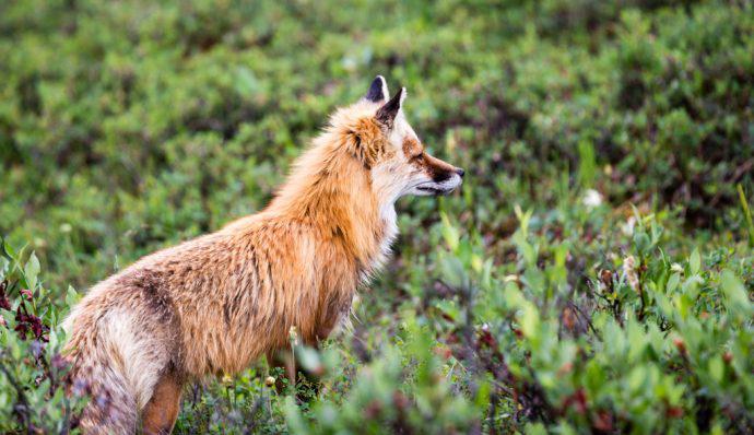 A red fox standing in the brush in Denali National Park