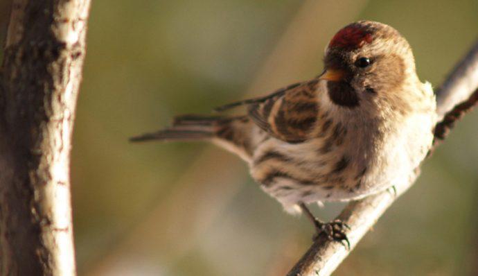 A common redpoll in Denali National Park