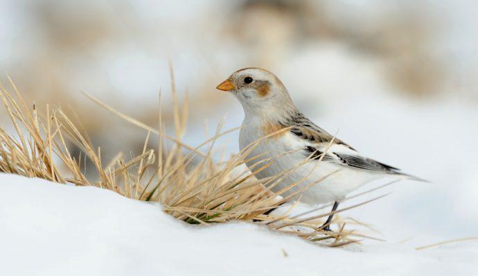 A snow bunting on the snow near some dried grass in Denali National Park