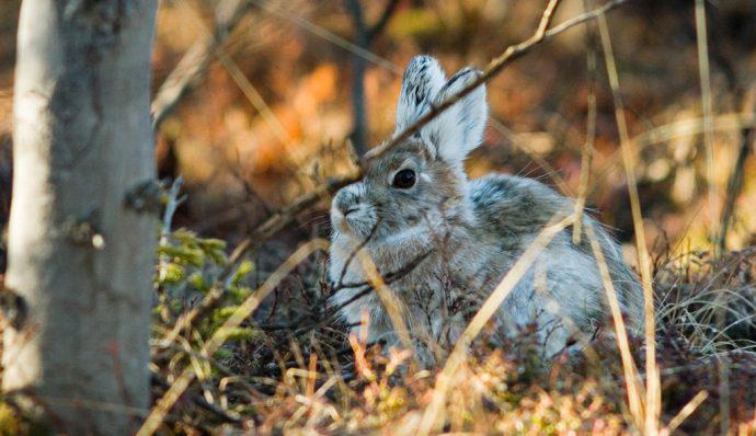 A snowshoe hare hiding behind the brush in Denali National Park