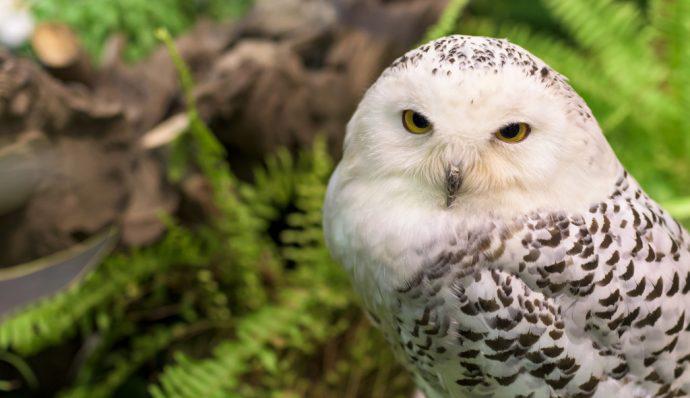 A snowy owl looking at the camera in Denali National Park