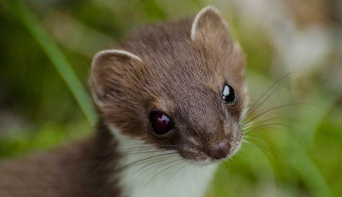 A closeup of a weasel in Denali National Park