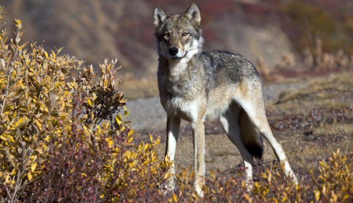 A wolf standing in Denali National Park