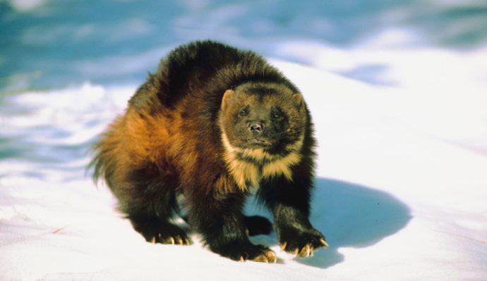 A wolverine standing on the snow in Denali National Park