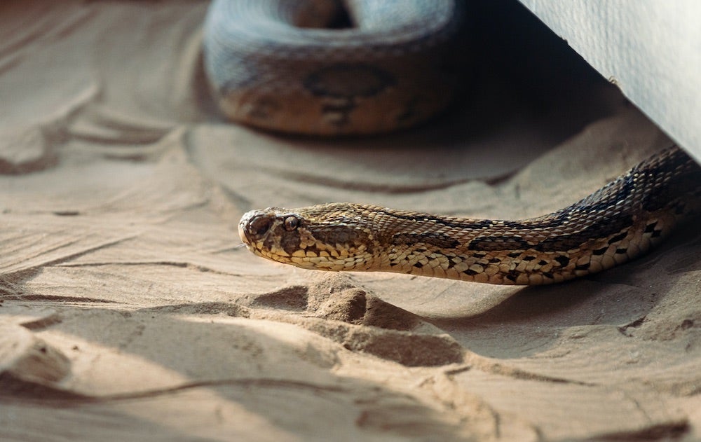 To Scientists' Surprise, Even Nonvenomous Snakes Can Strike at