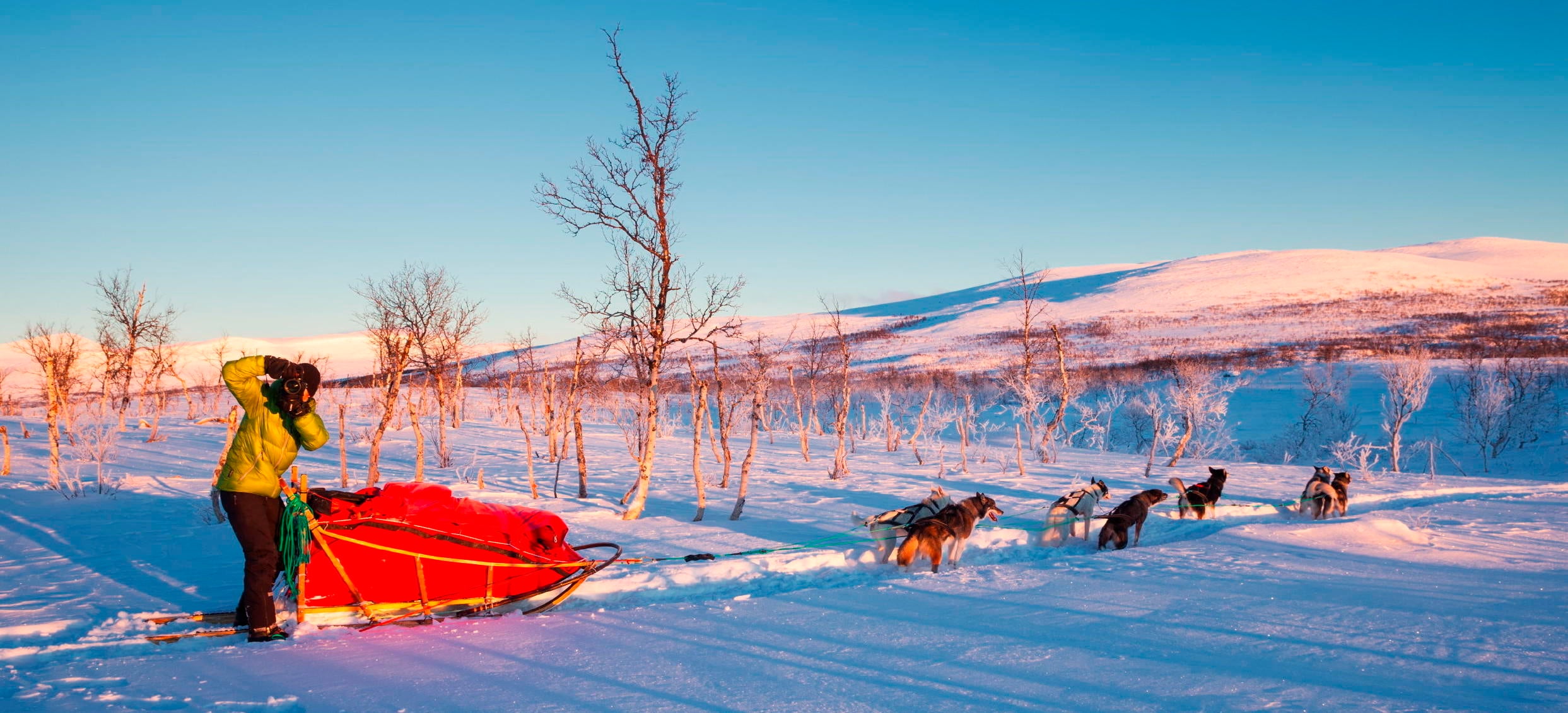Dogsledding through Dividal and Rohkunborri National Parks. Norway.