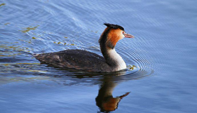A horned grebe swimming across a lake in Denali National Park