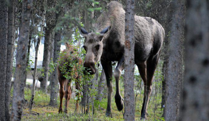 A moose and its calf in Denali National Park