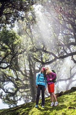 Hikers stand in awe in the foggy forest of Fanal on the island of Madeira