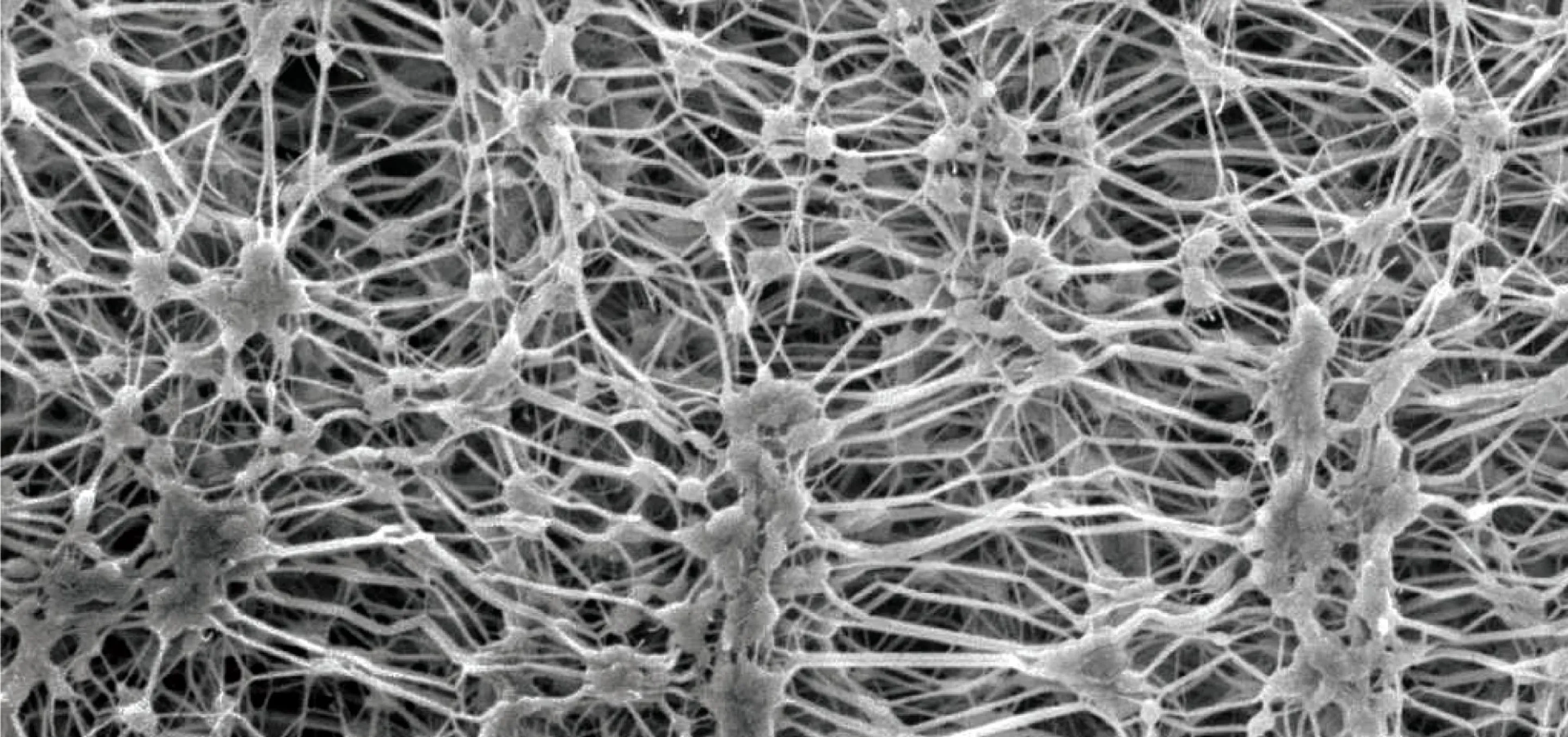 The Innovative GORE-TEX Membrane | The GORE-TEX Brand